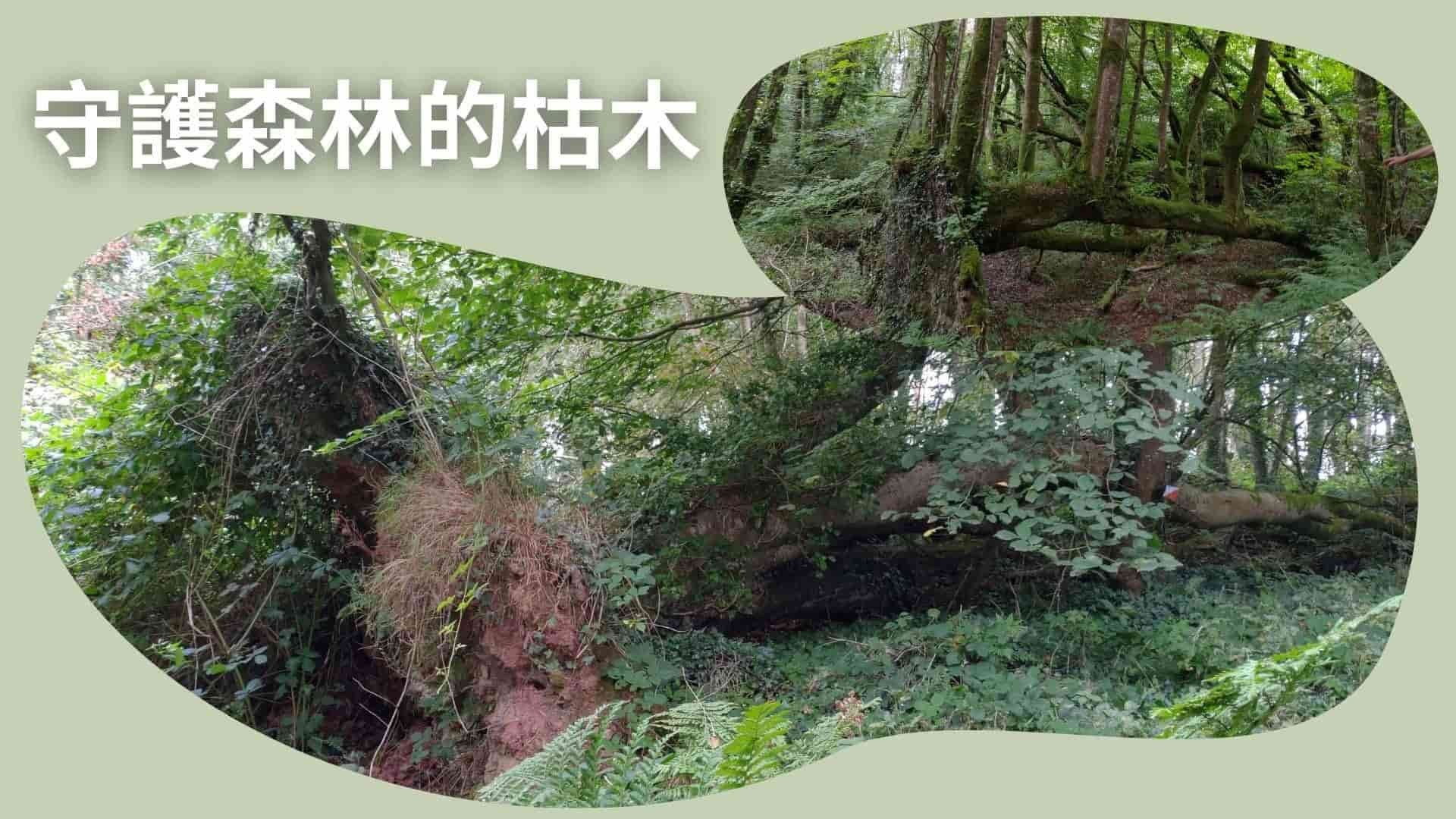 守護森林的枯木